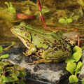 Teichfrosch