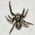 Springspinne