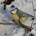 Blaumeise