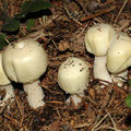 Agaricus arvensis 2 Gemeiner Anis-Egerling