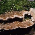 Trametes trogii Braune Borstentramete