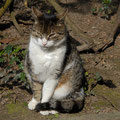 Katze