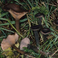 Pseudoclitocybe cyathiformis Kaffeebrauner Scheintrichterling