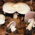 Agaricus arvensis 1 Gemeiner Anis-Egerling