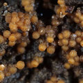 Nectria ventricosa