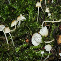 Mycena olida=Ploeomana minutula