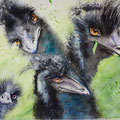 Three and a half Emus, 2017 , 45x61