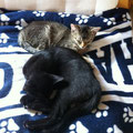 Merlin und Tinka