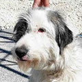 Troja