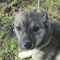 Mishka
