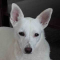 Masha