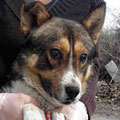 Kobi