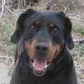 Samson