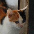 Shirin