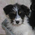 Lucy