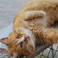 Garfield