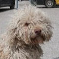 Coen