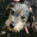 Trudi