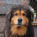 Roco