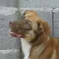 Leni