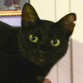 Katze Bunny