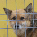 Dolly
