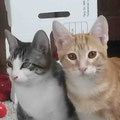 Carlo und Camillo