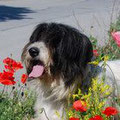 Humphrey