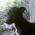 Zorro