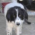 Ronja