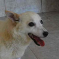 Belka
