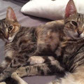 Chili und Cleo
