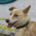 Aveline