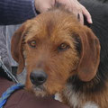 Pollux