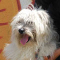 Peppino