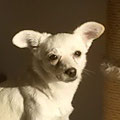 Milli
