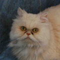 Mylo