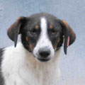 Zak