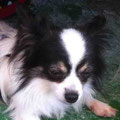 Merlin
