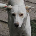Inca