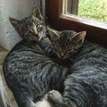 Sheyda und Shadow