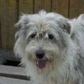 Gracey