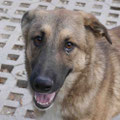 Elian