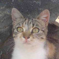 Lizi
