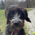 Lexy