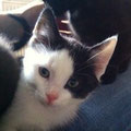 Gismo