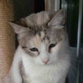 Paloma