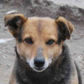 Masha
