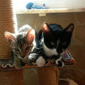 Kitty und Katy