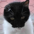 Lulu
